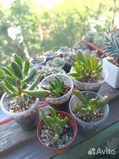 Суккуленты 3