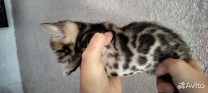 Бенгальская кошка