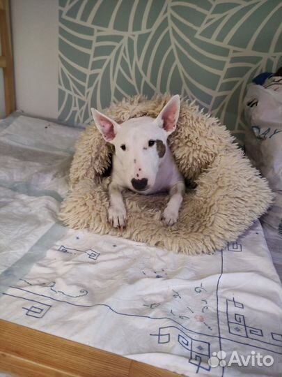 Карликовый бультерьер