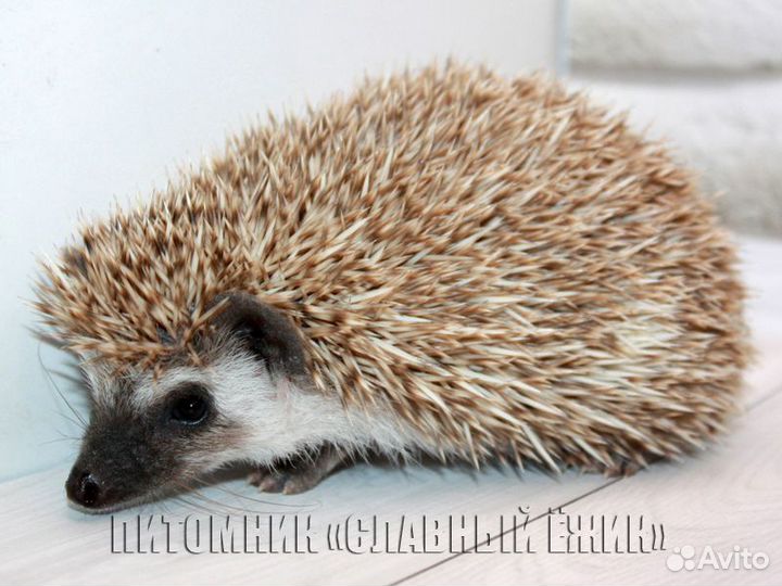 Африканские ежики. Мальчики и девочки. Доставка