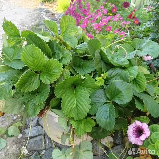 Рассада клубники