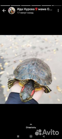 Красноухая черепаха бесплатно