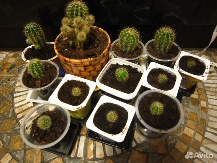 Обновлено 2023) Кактус Эхинопсис (12шт)