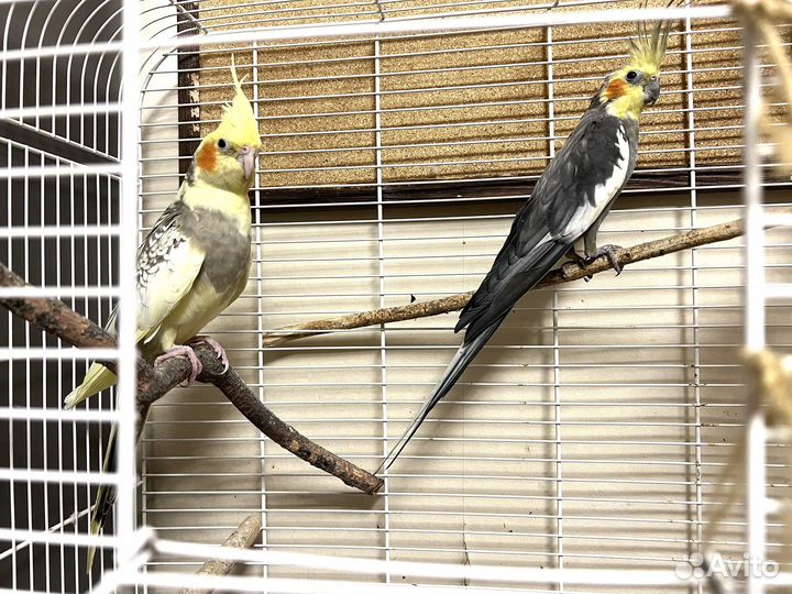 Попугаи кореллы с клеткой