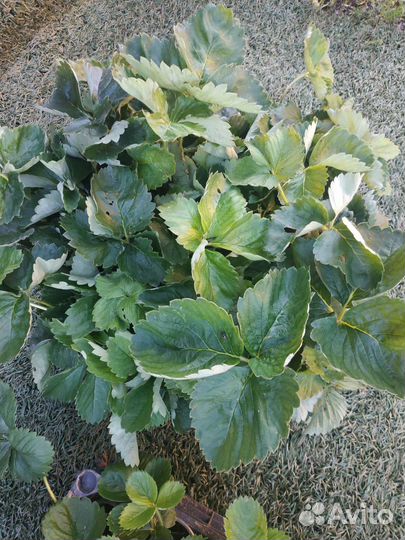 Клубника, земляника садовая