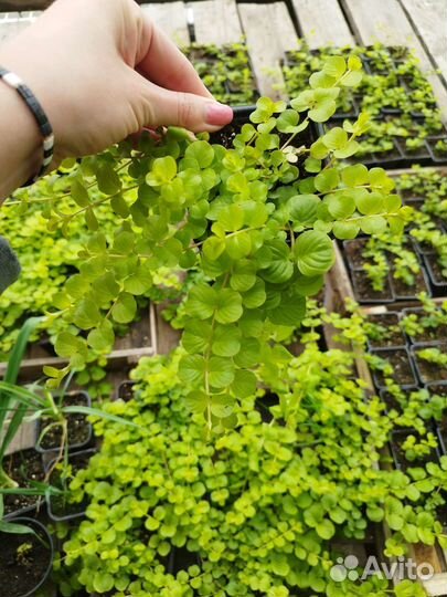 Лизимахия (вербейник монетчатый) черенки