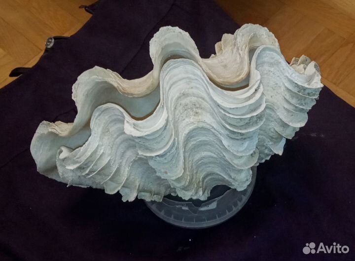 Морская раковина ракушка