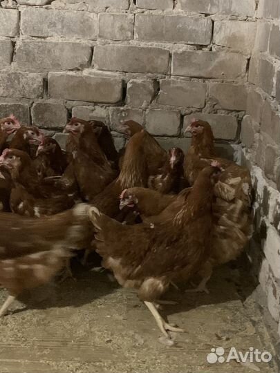 Куры молодки