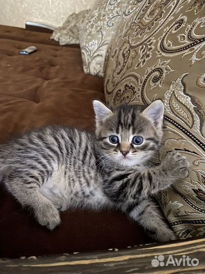 Котята ищут дом