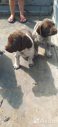 Щенки курцхара