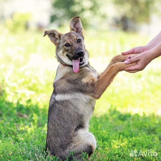 Щенок в дар
