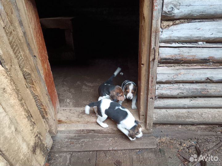 Щенки русской пегой гончей