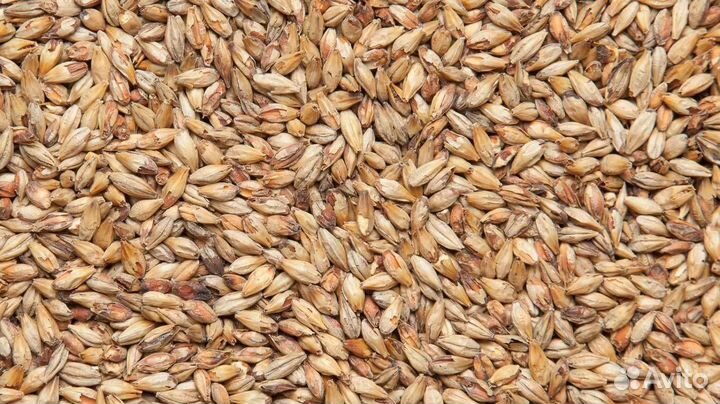 Солод ячменный пивоваренный 