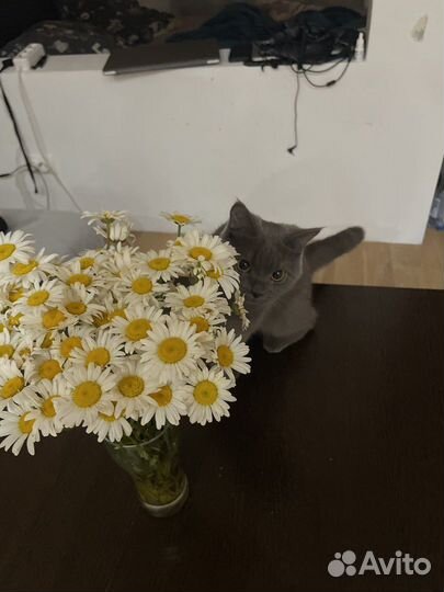 Кошка британка