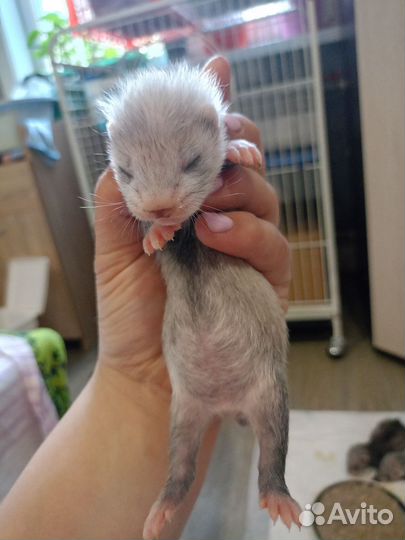 Щенки хорька
