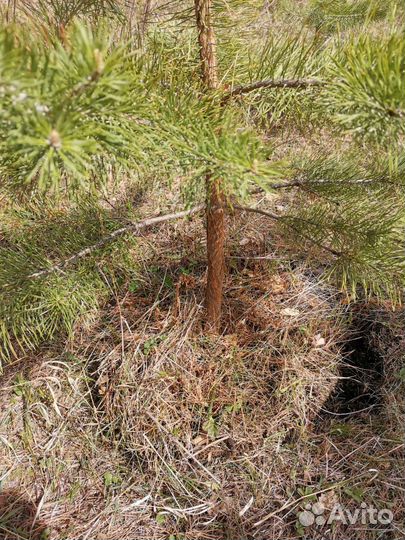 Сосна саженцы на заказ