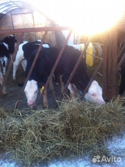 Телята бычки