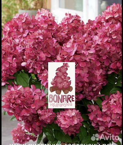 Гортензия Бонфайр
