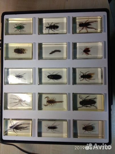 Коллекция Насекомых Насекомые в сферах