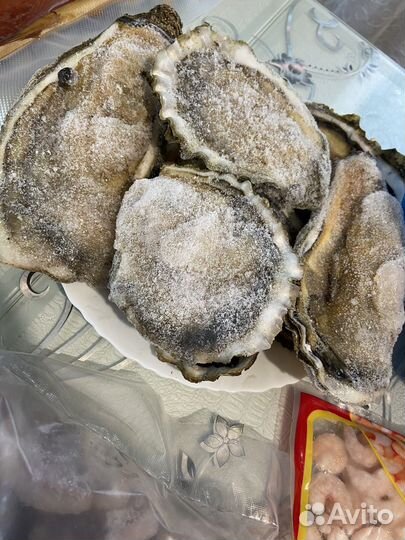 Устрица хасанская