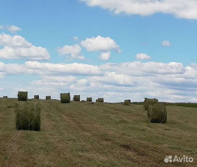 Продам сено в рулонах 2024