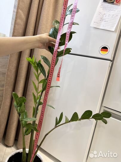 Замиокулькас