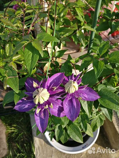 Тайга Клематис, большие 3-х летки