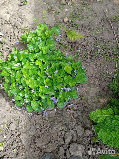 Растения для сада