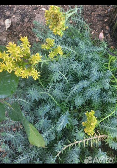 Очиток (sedum),каменная роза,гвоздика перистая