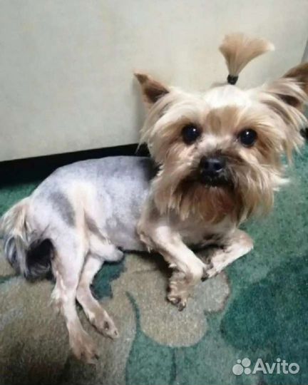 Йоркширский терьер