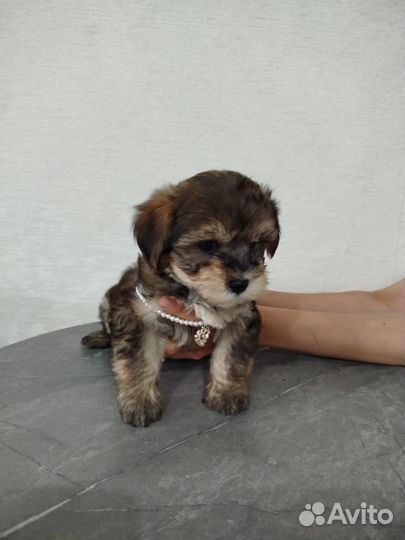 Щеночек болонки девочка