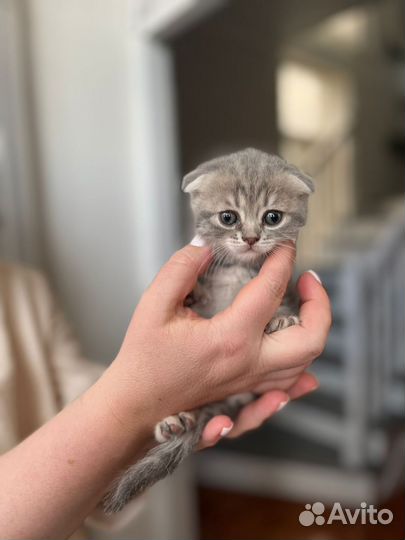 Шотландские котята