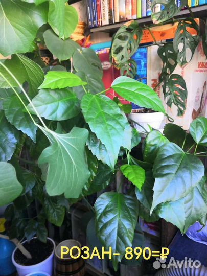 Комнатные растения