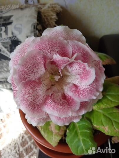 Комнатные цветы сортовые