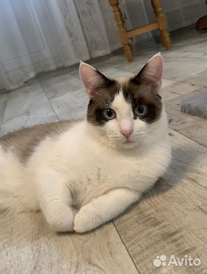 Котик в добрые руки