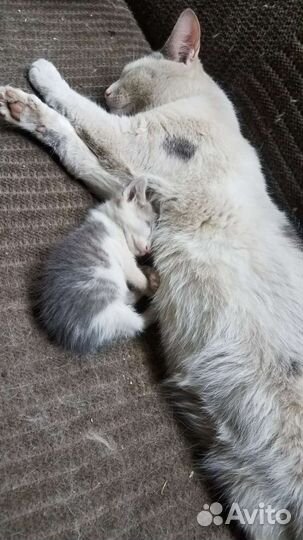 Кот в добрые руки