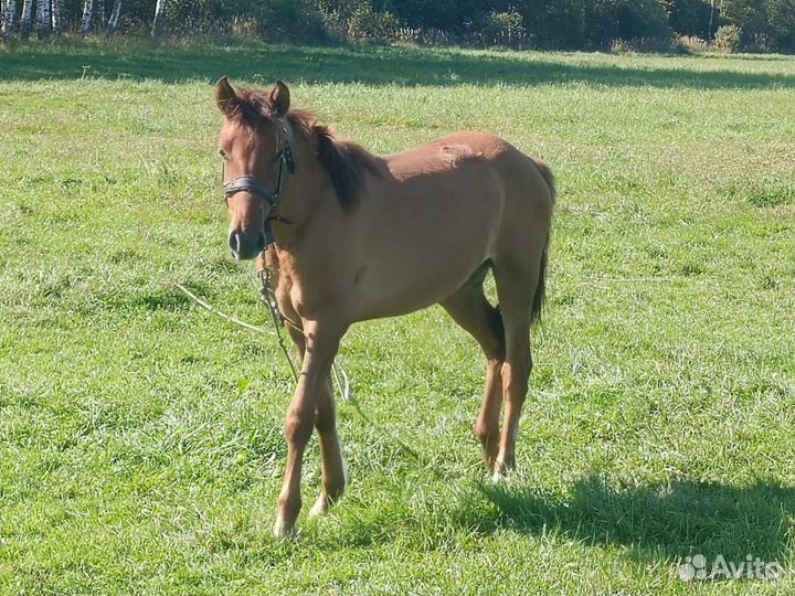 Молодая лошадь