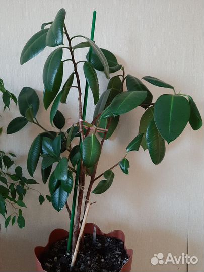 Комнатные цветы