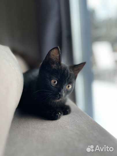 Чертенок в добрые руки