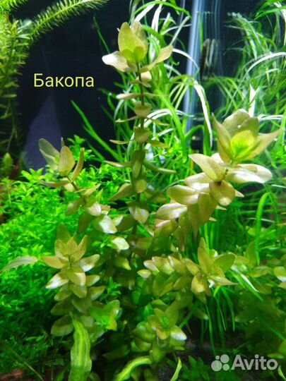 Аквариумное растение