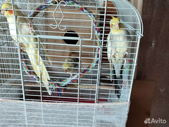 Корелла пара