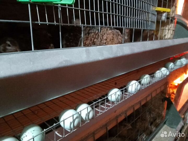 Инкубационное яйцо перепелов