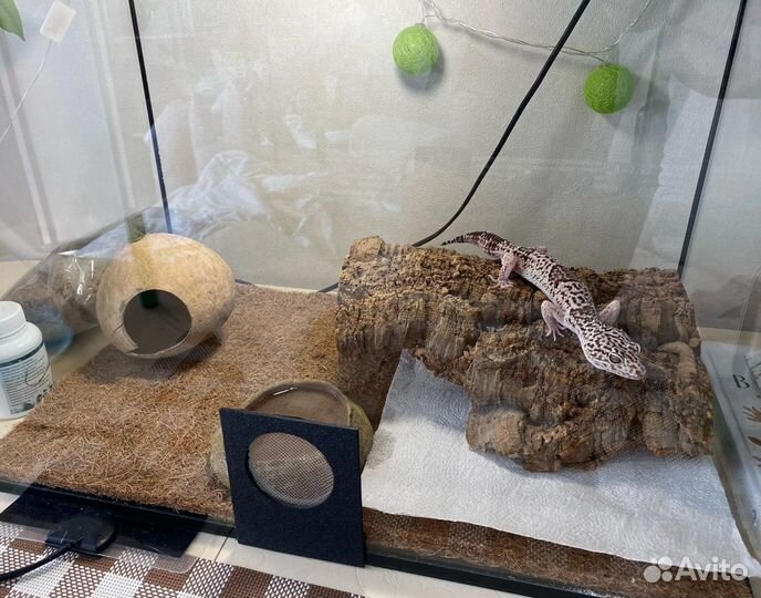 Иранский эублефар