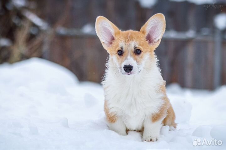 Красивый щенок корги