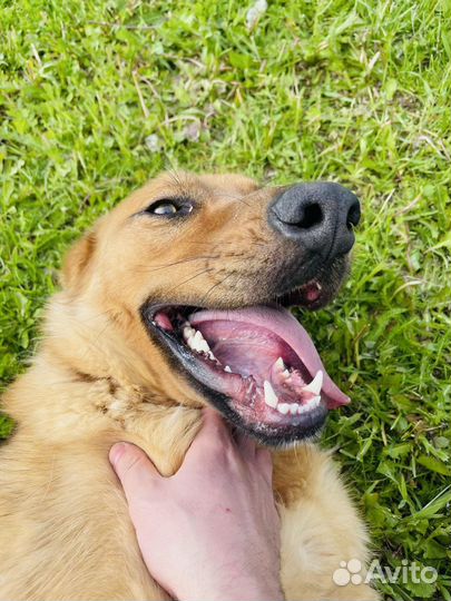 Собака в добрые руки