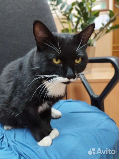 Коть Лапушка