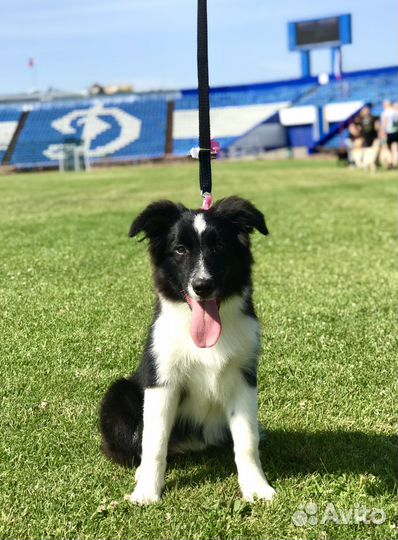 Щенки бордер колли