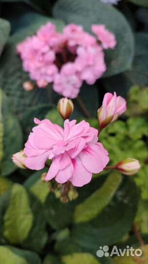 Пеларгония Ю-Моя Прелесть