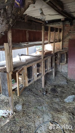 Клетка для кролика или нутрии