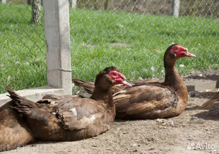 Семья индоуток